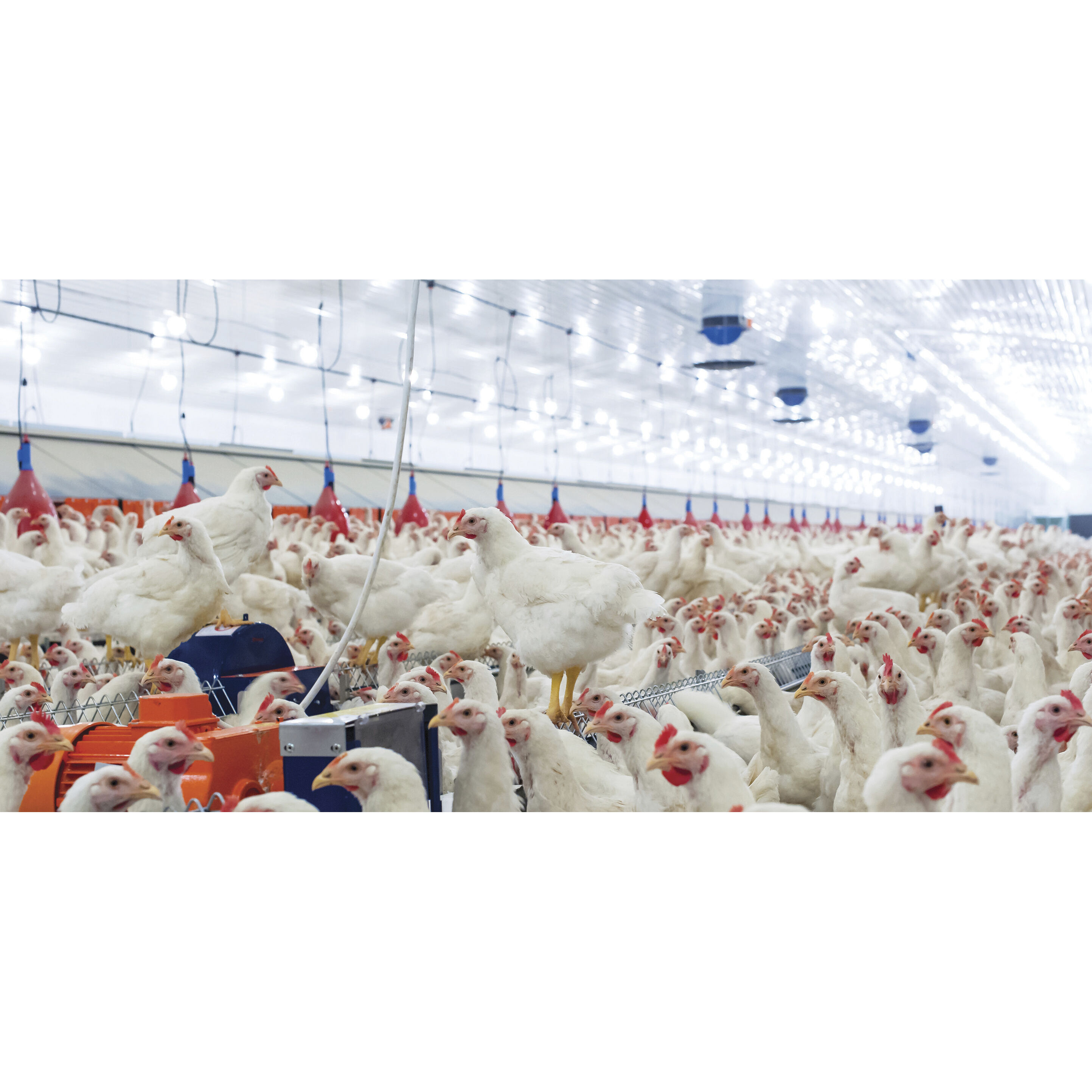 Lumos LED A19 8.50 watt 5000K Light Bulb