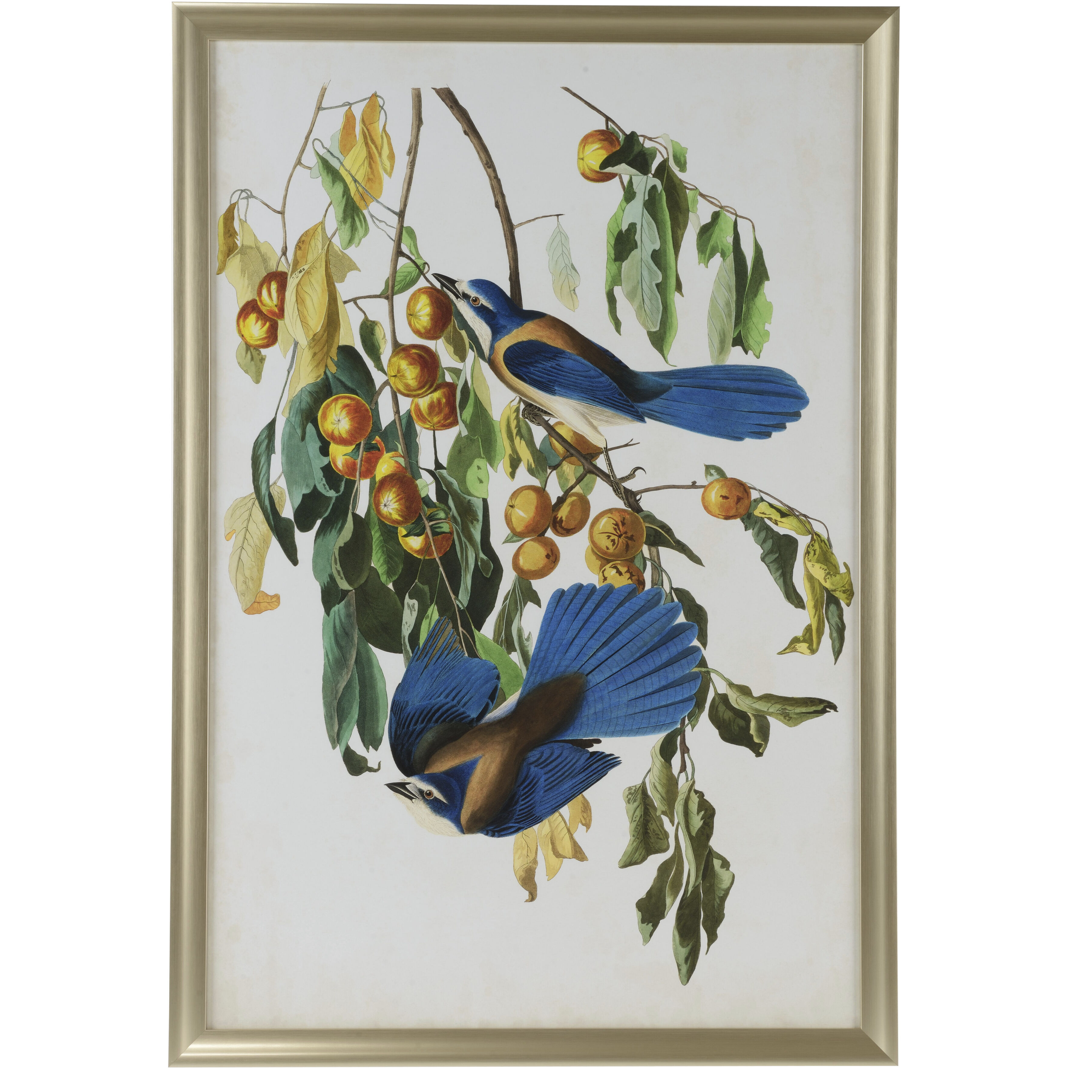 Audubon Blue Jay II 51 X 35 inch Print